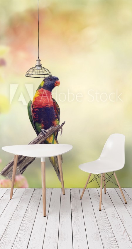 Image de Rainbow Lorikeet